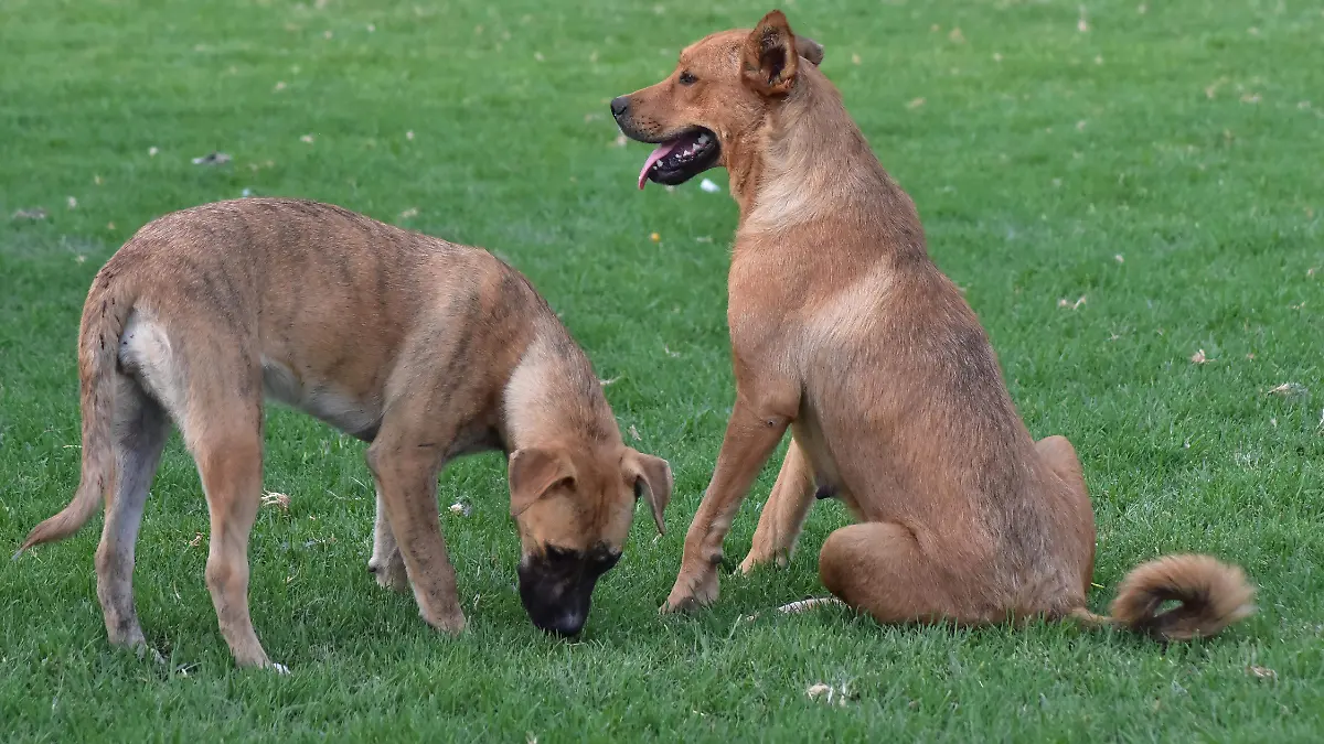 Esterilizacion perros.- Ricardo Sanchez.- El Sol de Irapuato (2)